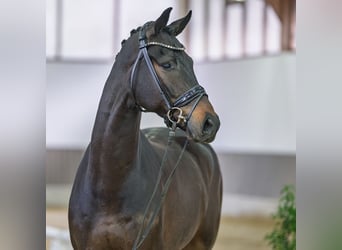 Hannoveraner, Hengst, 4 Jahre, Brauner