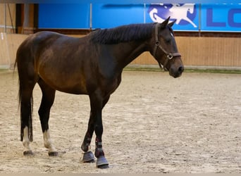 Hannoveraner, Hengst, 4 Jahre, Brauner