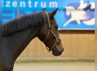 Hannoveraner, Hengst, 4 Jahre, Brauner