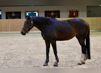 Hannoveraner, Hengst, 4 Jahre, Brauner