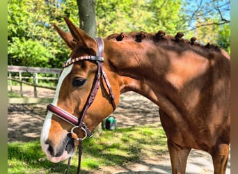 Hannoveraner, Hengst, 4 Jahre, Fuchs