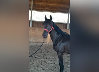 Hannoveraner, Hengst, 5 Jahre, 162 cm, Rappe