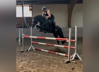 Hannoveraner, Hengst, 5 Jahre, 163 cm, Dunkelbrauner
