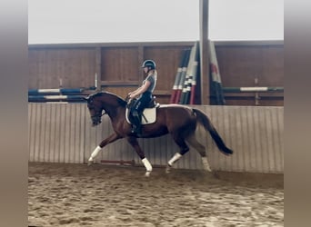 Hannoveraner, Hengst, 5 Jahre, 163 cm, Fuchs