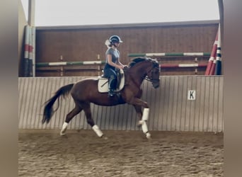 Hannoveraner, Hengst, 5 Jahre, 163 cm, Fuchs