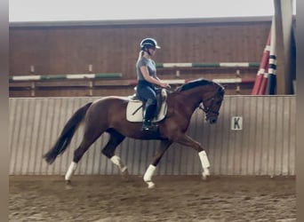 Hannoveraner, Hengst, 5 Jahre, 163 cm, Fuchs