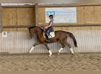 Hannoveraner, Hengst, 5 Jahre, 163 cm, Fuchs