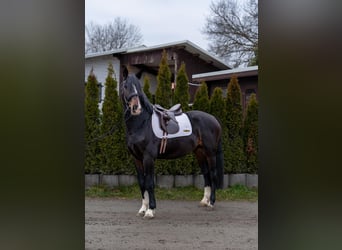 Hannoveraner, Hengst, 5 Jahre, 165 cm, Dunkelbrauner