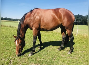 Hannoveraner, Hengst, 5 Jahre, 166 cm, Brauner