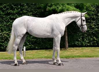 Hannoveraner, Hengst, 5 Jahre, 167 cm, Schimmel