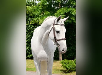 Hannoveraner, Hengst, 5 Jahre, 167 cm, Schimmel