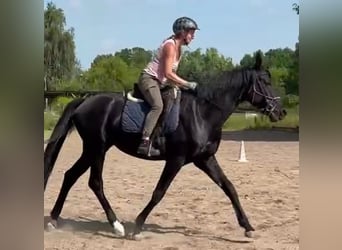 Hannoveraner, Hengst, 5 Jahre, 168 cm, Rappe