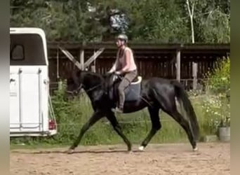 Hannoveraner, Hengst, 5 Jahre, 168 cm, Rappe