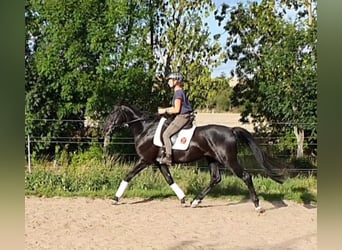 Hannoveraner, Hengst, 5 Jahre, 168 cm, Rappe