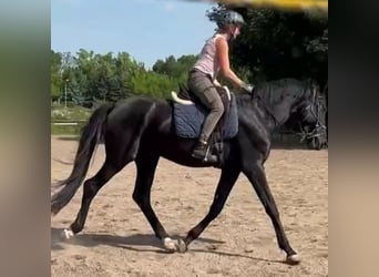 Hannoveraner, Hengst, 5 Jahre, 168 cm, Rappe