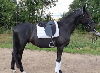 Hannoveraner, Hengst, 5 Jahre, 168 cm, Rappe