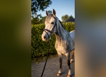Hannoveraner, Hengst, 5 Jahre, 168 cm, Schimmel