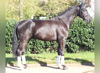 Hannoveraner, Hengst, 5 Jahre, 173 cm, Rappe