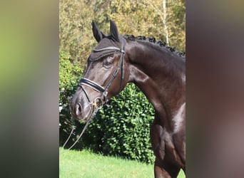 Hannoveraner, Hengst, 5 Jahre, 173 cm, Rappe