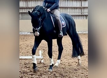 Hannoveraner, Hengst, 5 Jahre, 174 cm, Rappe Hannoveraner, Hengst, 5 Jahre, 174 cm, Rappe