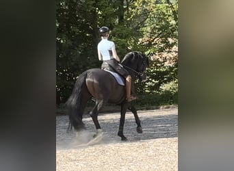 Hannoveraner, Hengst, 5 Jahre, 174 cm, Rappe