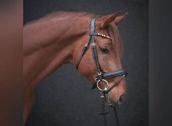 Hannoveraner, Hengst, 5 Jahre, 177 cm, Dunkelfuchs