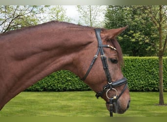 Hannoveraner, Hengst, 5 Jahre, 177 cm, Dunkelfuchs