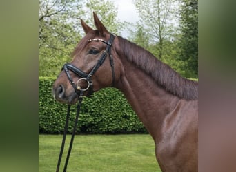 Hannoveraner, Hengst, 5 Jahre, 177 cm, Dunkelfuchs