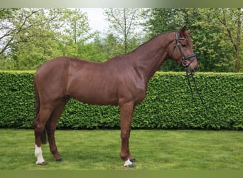 Hannoveraner, Hengst, 5 Jahre, 177 cm, Dunkelfuchs