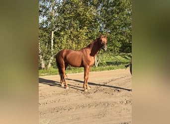 Hannoveraner, Hengst, 6 Jahre, 163 cm, Fuchs