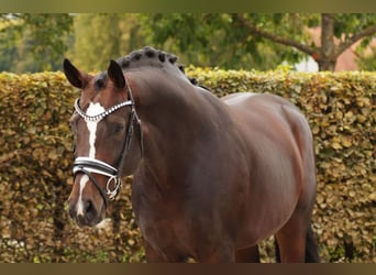Hannoveraner, Hengst, 6 Jahre, 166 cm, Dunkelbrauner