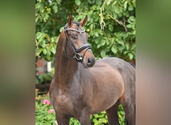Hannoveraner, Hengst, 6 Jahre, 169 cm, Dunkelbrauner