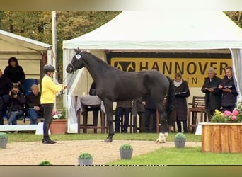Hannoveraner, Hengst, 6 Jahre, 169 cm, Rappe