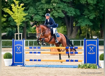 Hannoveraner, Hengst, 6 Jahre, 169 cm, Rotschimmel
