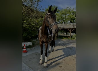 Hannoveraner, Hengst, 6 Jahre, 172 cm, Dunkelbrauner