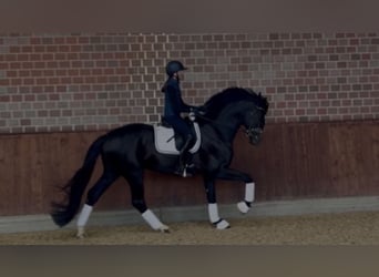 Hannoveraner, Hengst, 6 Jahre, 174 cm, Dunkelfuchs