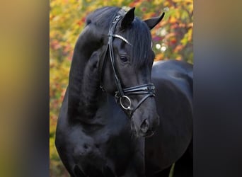 Hannoveraner, Hengst, 6 Jahre, 176 cm, Rappe