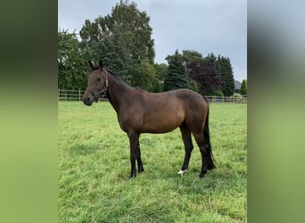 Hannoveraner, Hengst, 7 Jahre, 164 cm, Brauner