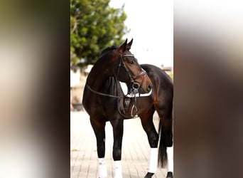 Hannoveraner, Hengst, 7 Jahre, 175 cm, Brauner