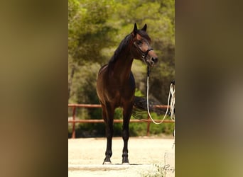 Hannoveraner, Hengst, 7 Jahre, 175 cm, Brauner