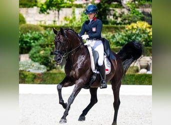 Hannoveraner, Hengst, 9 Jahre, 171 cm