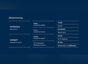 Hannoveraner, Hengst, 4 Jahre, 167 cm, Brauner