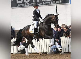 Hannoveraner, Hengst, 6 Jahre, 170 cm, Dunkelbrauner