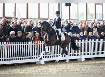 Hannoveraner, Hengst, 6 Jahre, 170 cm, Dunkelbrauner