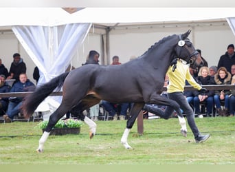 Hannoveraner, Hengst, 3 Jahre, 170 cm, Dunkelbrauner