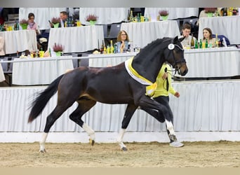 Hannoveraner, Hengst, 3 Jahre, 170 cm, Dunkelbrauner