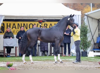 Hannoveraner, Hengst, 3 Jahre, 170 cm, Dunkelbrauner