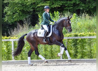 Hannoveraner, Hengst, 5 Jahre, 171 cm, Dunkelbrauner