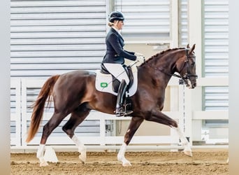 Hannoveraner, Hengst, 5 Jahre, 169 cm, Dunkelfuchs