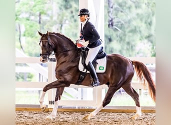 Hannoveraner, Hengst, 5 Jahre, 169 cm, Dunkelfuchs